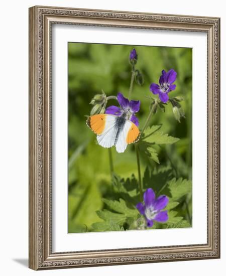 Orange-tip male feeding from Wood Cranesbill, Finland, June-Jussi Murtosaari-Framed Photographic Print