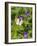 Orange-tip male feeding from Wood Cranesbill, Finland, June-Jussi Murtosaari-Framed Photographic Print