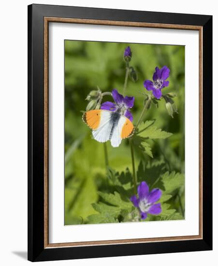 Orange-tip male feeding from Wood Cranesbill, Finland, June-Jussi Murtosaari-Framed Photographic Print