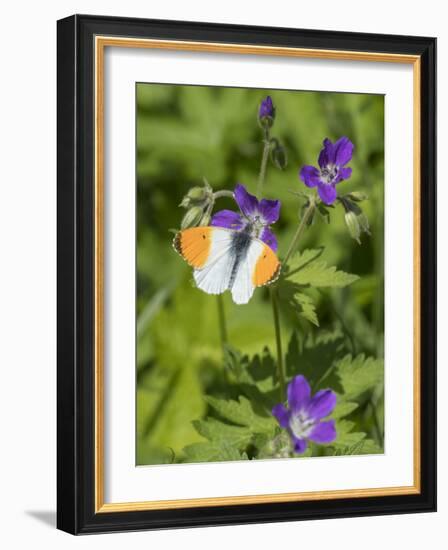 Orange-tip male feeding from Wood Cranesbill, Finland, June-Jussi Murtosaari-Framed Photographic Print