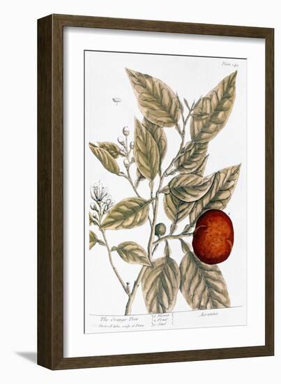 Orange Tree, 1735-Elizabeth Blackwell-Framed Giclee Print