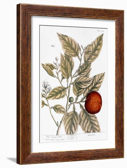 Orange Tree, 1735-Elizabeth Blackwell-Framed Giclee Print