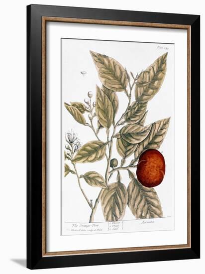 Orange Tree, 1735-Elizabeth Blackwell-Framed Giclee Print