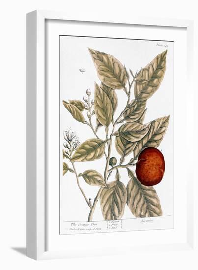 Orange Tree, 1735-Elizabeth Blackwell-Framed Giclee Print