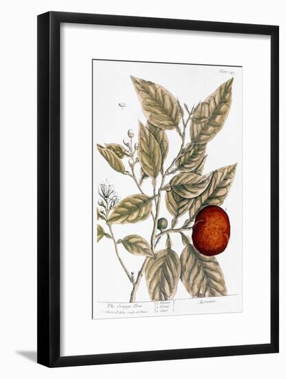 Orange Tree, 1735-Elizabeth Blackwell-Framed Giclee Print