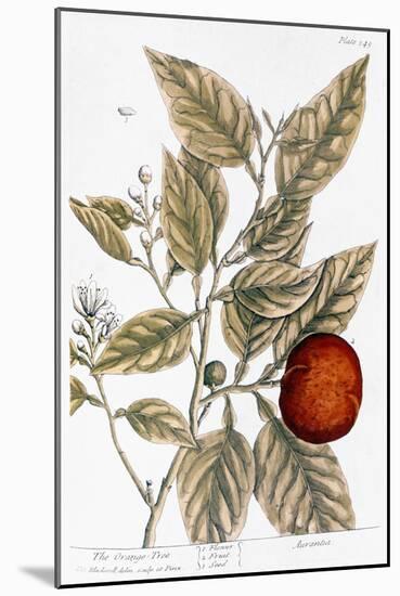 Orange Tree, 1735-Elizabeth Blackwell-Mounted Giclee Print