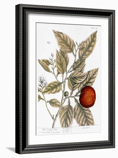 Orange Tree, 1735-Elizabeth Blackwell-Framed Giclee Print