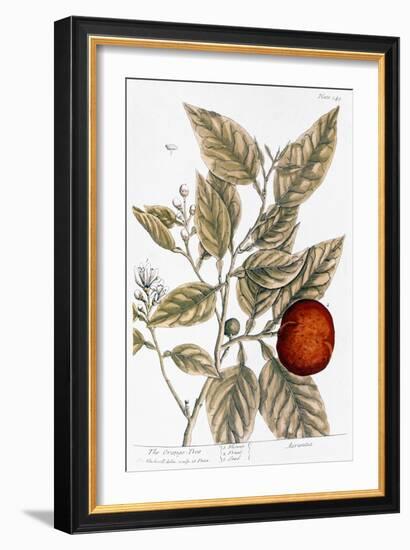 Orange Tree, 1735-Elizabeth Blackwell-Framed Giclee Print