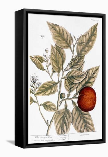 Orange Tree, 1735-Elizabeth Blackwell-Framed Premier Image Canvas