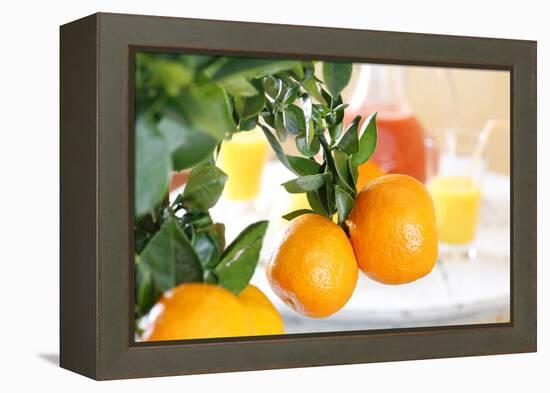 Orange Tree, Branch with Fruits, Citrus Mitis Calamondin-Sweet Ink-Framed Premier Image Canvas