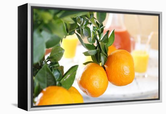 Orange Tree, Branch with Fruits, Citrus Mitis Calamondin-Sweet Ink-Framed Premier Image Canvas