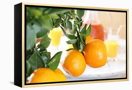 Orange Tree, Branch with Fruits, Citrus Mitis Calamondin-Sweet Ink-Framed Premier Image Canvas