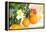 Orange Tree, Branch with Fruits, Citrus Mitis Calamondin-Sweet Ink-Framed Premier Image Canvas