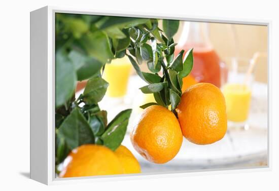 Orange Tree, Branch with Fruits, Citrus Mitis Calamondin-Sweet Ink-Framed Premier Image Canvas