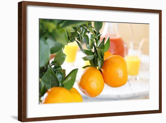 Orange Tree, Branch with Fruits, Citrus Mitis Calamondin-Sweet Ink-Framed Photographic Print