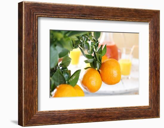 Orange Tree, Branch with Fruits, Citrus Mitis Calamondin-Sweet Ink-Framed Photographic Print