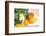 Orange Tree, Branch with Fruits, Citrus Mitis Calamondin-Sweet Ink-Framed Photographic Print