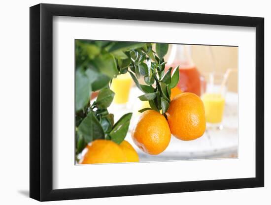 Orange Tree, Branch with Fruits, Citrus Mitis Calamondin-Sweet Ink-Framed Photographic Print