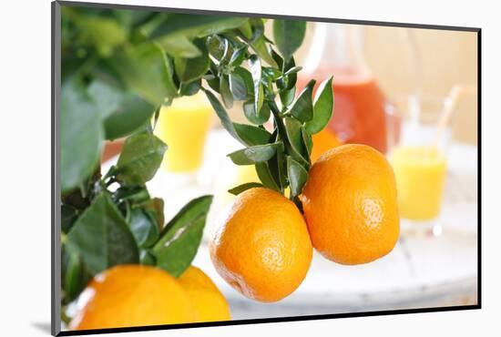 Orange Tree, Branch with Fruits, Citrus Mitis Calamondin-Sweet Ink-Mounted Photographic Print