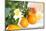 Orange Tree, Branch with Fruits, Citrus Mitis Calamondin-Sweet Ink-Mounted Photographic Print