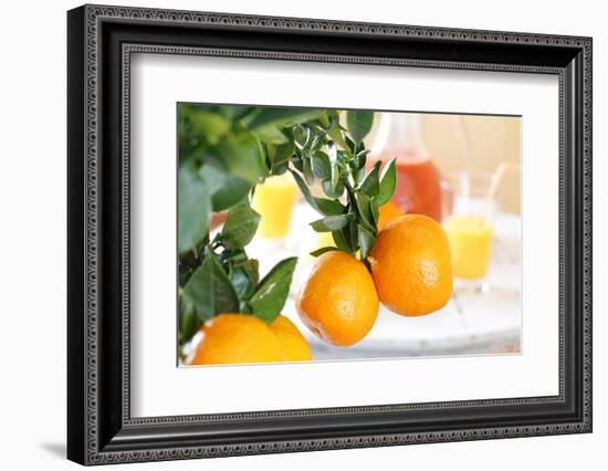 Orange Tree, Branch with Fruits, Citrus Mitis Calamondin-Sweet Ink-Framed Photographic Print