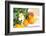 Orange Tree, Branch with Fruits, Citrus Mitis Calamondin-Sweet Ink-Framed Photographic Print