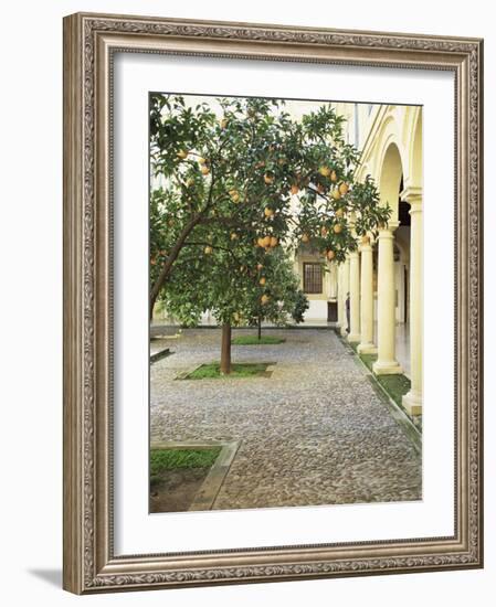 Orange Tree in Courtyard, Cordoba, Andalucia, Spain-Rob Cousins-Framed Photographic Print