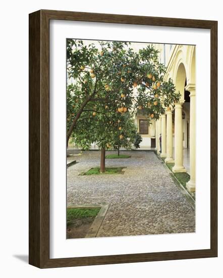 Orange Tree in Courtyard, Cordoba, Andalucia, Spain-Rob Cousins-Framed Photographic Print