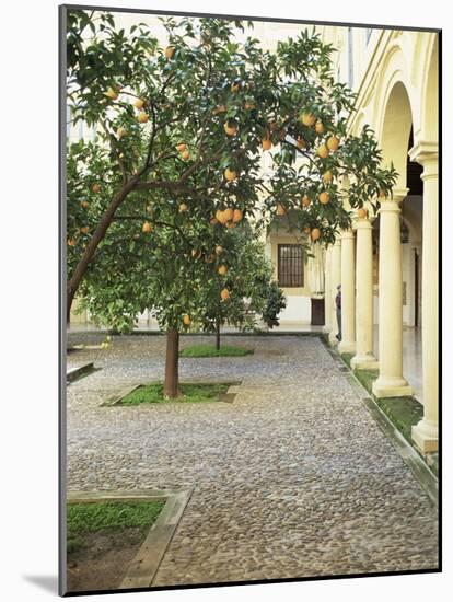 Orange Tree in Courtyard, Cordoba, Andalucia, Spain-Rob Cousins-Mounted Photographic Print