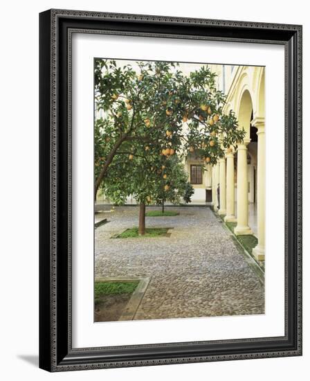 Orange Tree in Courtyard, Cordoba, Andalucia, Spain-Rob Cousins-Framed Photographic Print