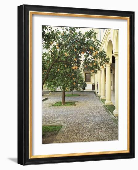 Orange Tree in Courtyard, Cordoba, Andalucia, Spain-Rob Cousins-Framed Photographic Print