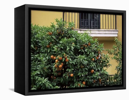 Orange Tree Outside House, Triana Quarter, Seville, Andalucia, Spain-Jean Brooks-Framed Premier Image Canvas