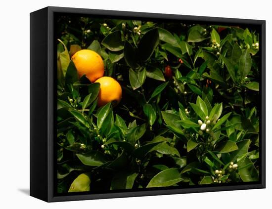 Orange Tree, Tenerife, Canary Islands, Spain-Russell Young-Framed Premier Image Canvas