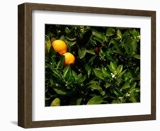 Orange Tree, Tenerife, Canary Islands, Spain-Russell Young-Framed Photographic Print