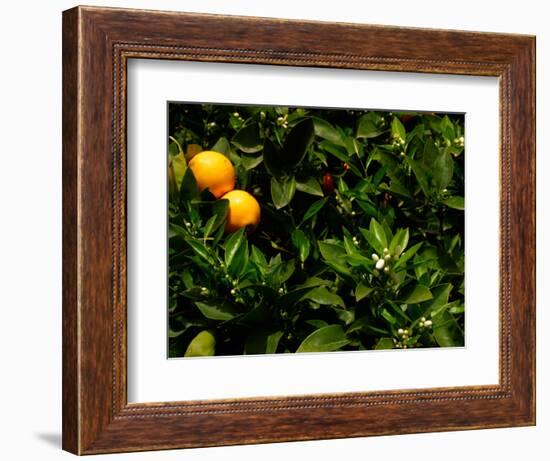 Orange Tree, Tenerife, Canary Islands, Spain-Russell Young-Framed Photographic Print