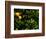 Orange Tree, Tenerife, Canary Islands, Spain-Russell Young-Framed Photographic Print