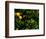 Orange Tree, Tenerife, Canary Islands, Spain-Russell Young-Framed Photographic Print