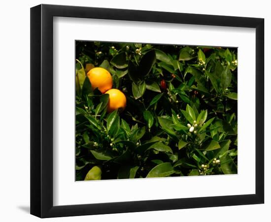 Orange Tree, Tenerife, Canary Islands, Spain-Russell Young-Framed Photographic Print