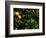 Orange Tree, Tenerife, Canary Islands, Spain-Russell Young-Framed Photographic Print