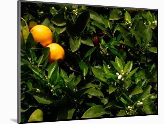 Orange Tree, Tenerife, Canary Islands, Spain-Russell Young-Mounted Photographic Print