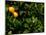 Orange Tree, Tenerife, Canary Islands, Spain-Russell Young-Mounted Photographic Print
