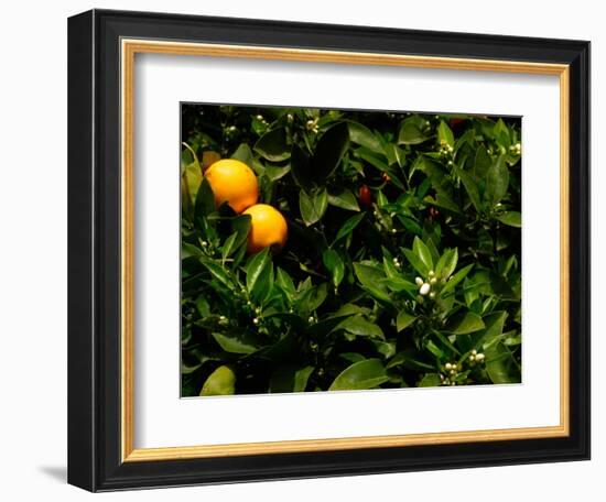 Orange Tree, Tenerife, Canary Islands, Spain-Russell Young-Framed Photographic Print