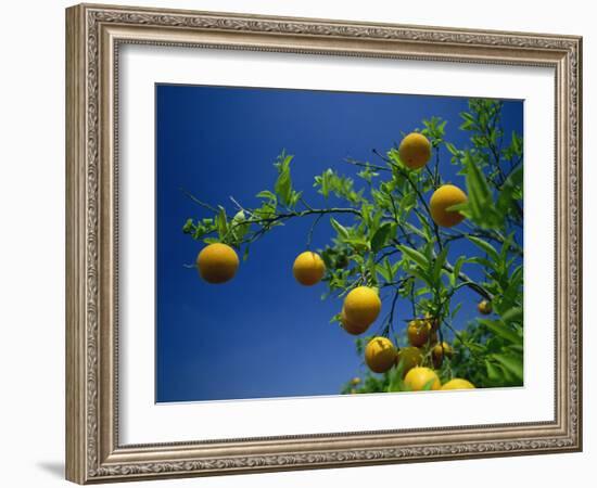 Orange Tree, Valencia, Spain, Europe-Mawson Mark-Framed Photographic Print