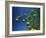 Orange Tree, Valencia, Spain, Europe-Mawson Mark-Framed Photographic Print