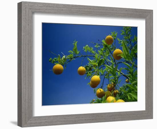 Orange Tree, Valencia, Spain, Europe-Mawson Mark-Framed Photographic Print