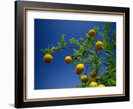 Orange Tree, Valencia, Spain, Europe-Mawson Mark-Framed Photographic Print