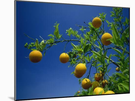 Orange Tree, Valencia, Spain, Europe-Mawson Mark-Mounted Photographic Print