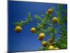 Orange Tree, Valencia, Spain, Europe-Mawson Mark-Mounted Photographic Print