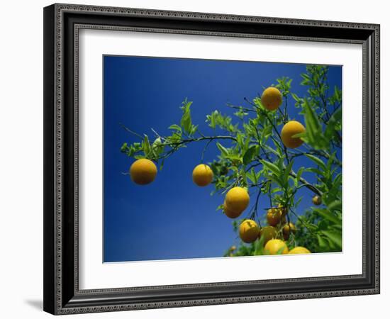 Orange Tree, Valencia, Spain, Europe-Mawson Mark-Framed Photographic Print