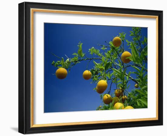 Orange Tree, Valencia, Spain, Europe-Mawson Mark-Framed Photographic Print